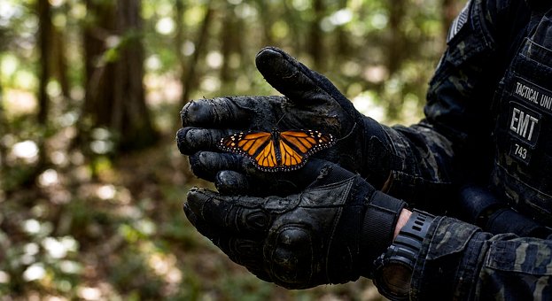 Free Butterfly Tactical Clothing illustration and picture