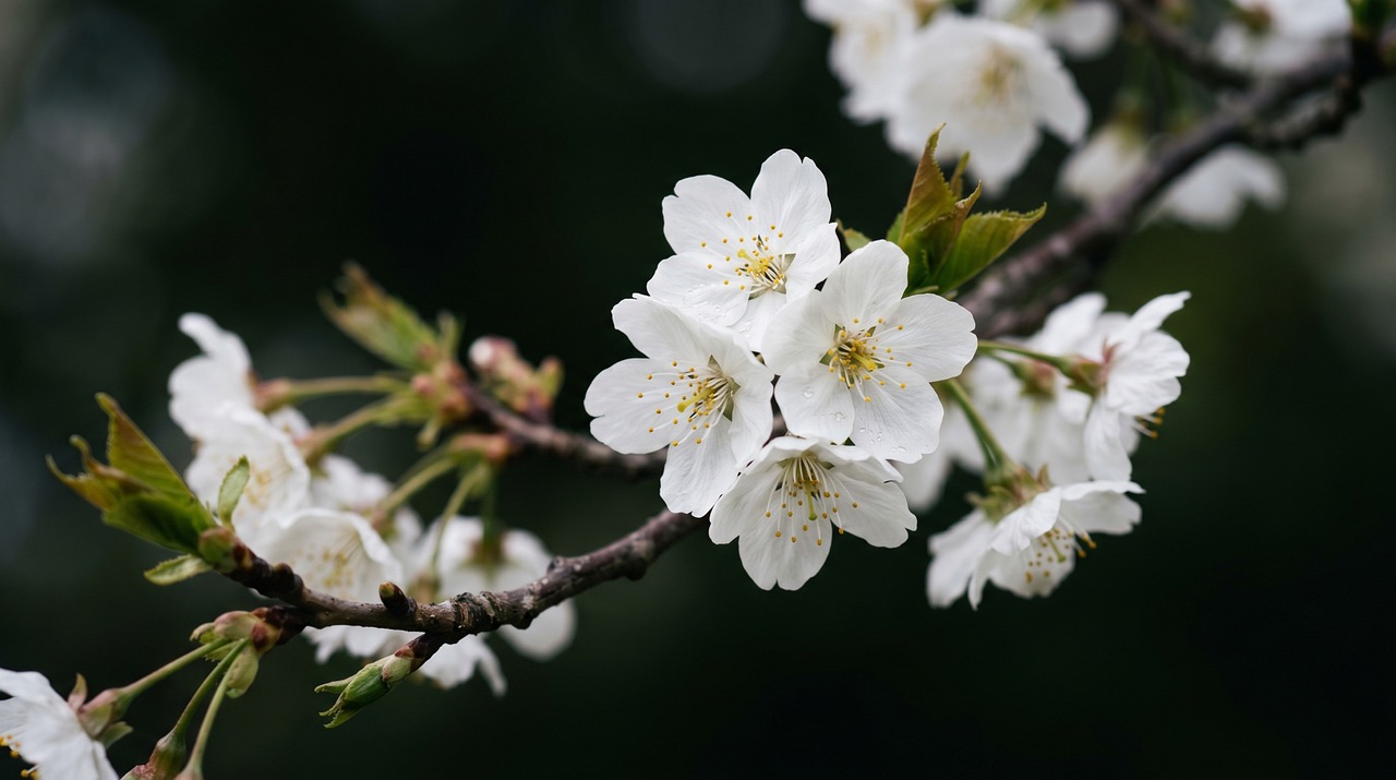 Download free HD stock image of Cherry Blossom Spring Free Cherry Blossom Spring photo and picture