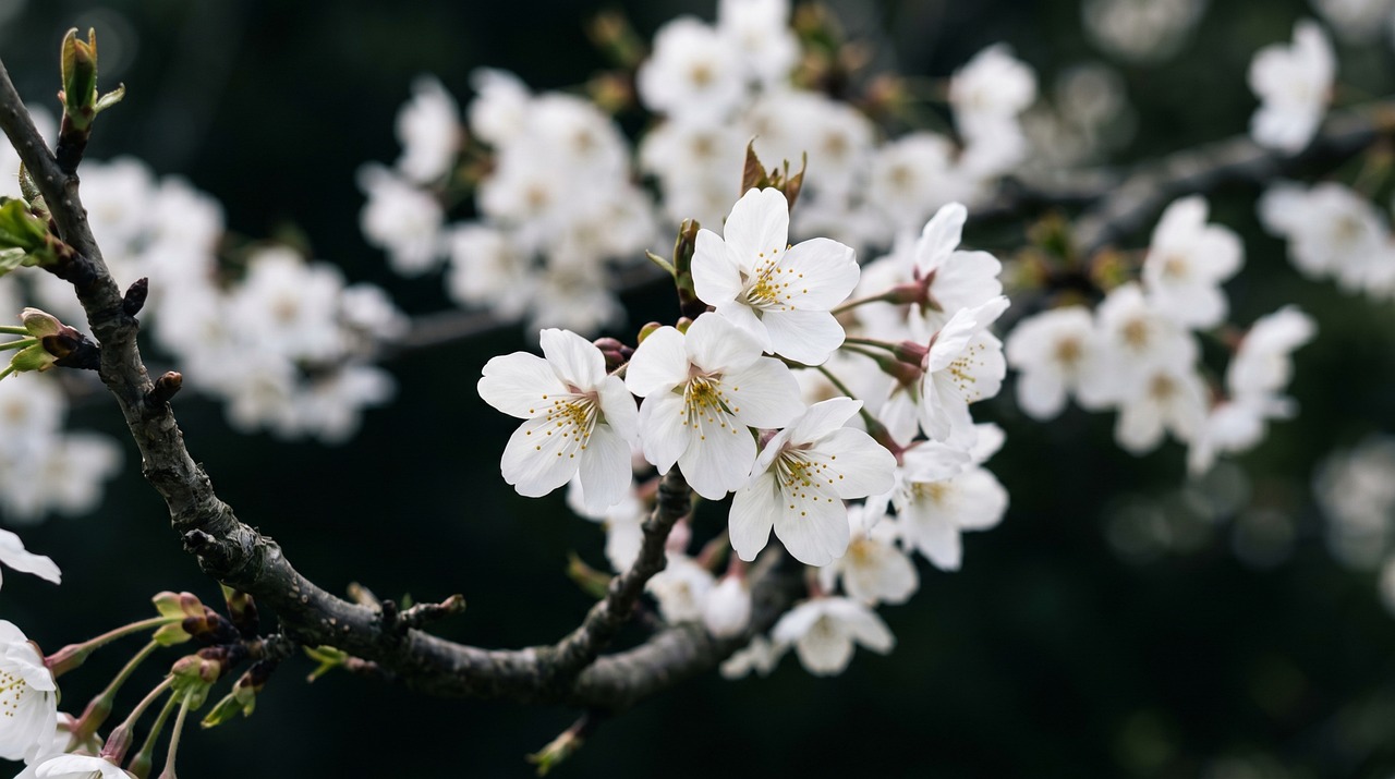 Download free HD stock image of Flower Cherry Blossom Free Flower Cherry Blossom photo and picture