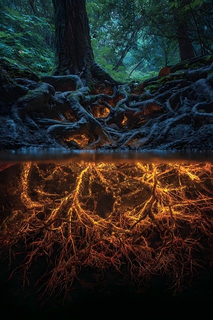 Free roots tree light illustration