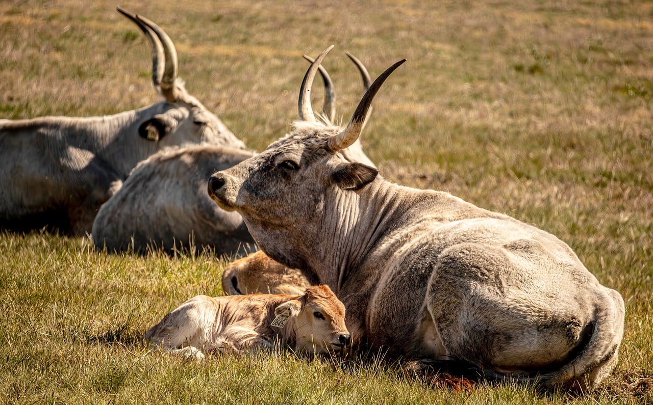 Hungarian Grey Cattle - free online jigsaw puzzle photo