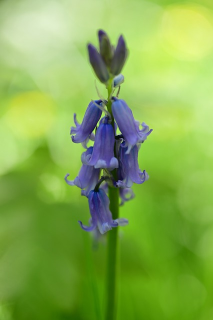 Free Bluebell Flower photo and picture