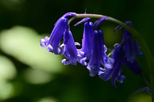 Free Blue Flower photo and picture