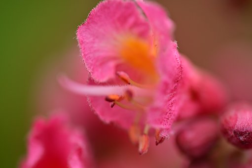 Free Flower Macro Photography photo and picture