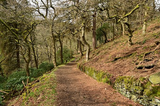 Free Nature Forest photo and picture