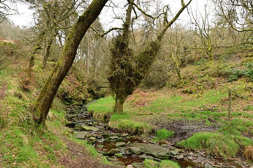 Free Forest Brook photo and picture