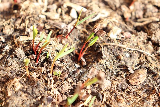 Free Seedling Soil photo and picture