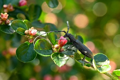 Käfer, Schwarz, Gelb, Blatt, Nektar