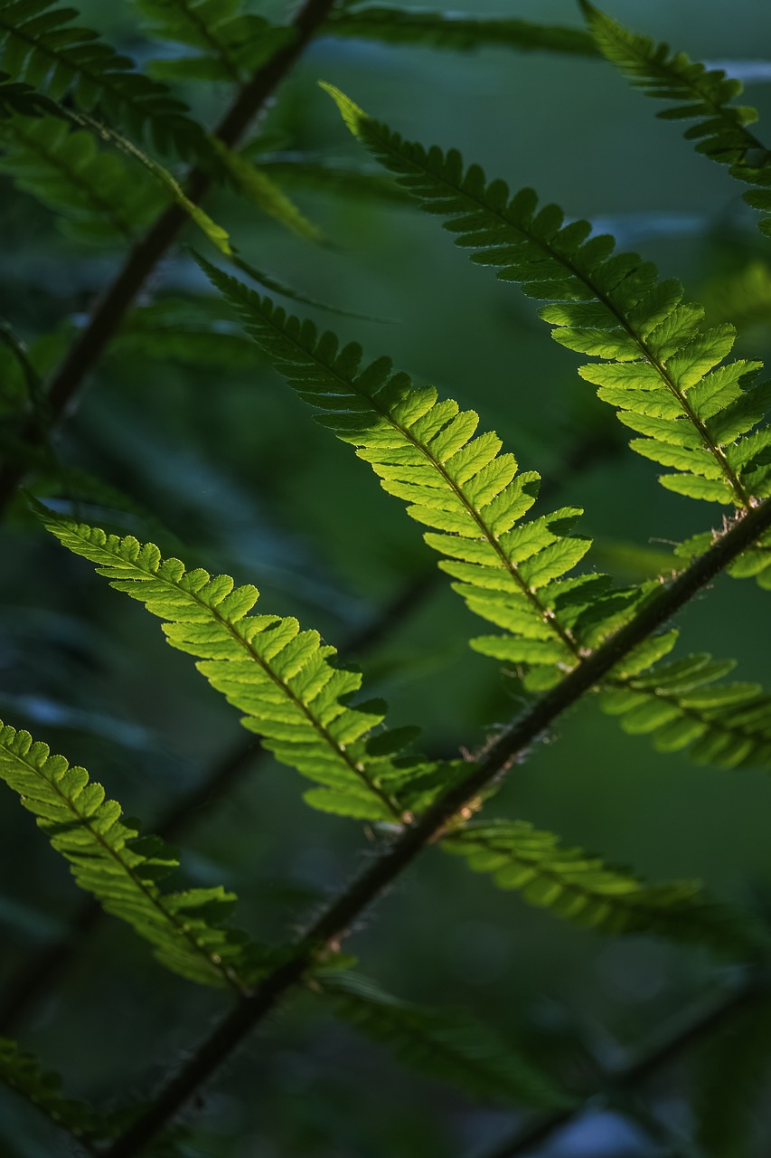 Farn Bltter Grn - Kostenloses Foto auf Pixabay