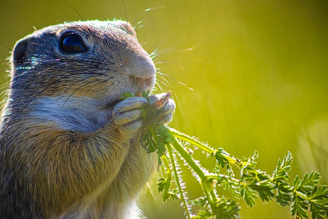 Tier, Nagetiere, Ziesel, Natur, Wildlife
