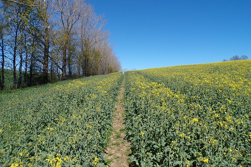 Free Rapeseed Field Blue Sky photo and picture