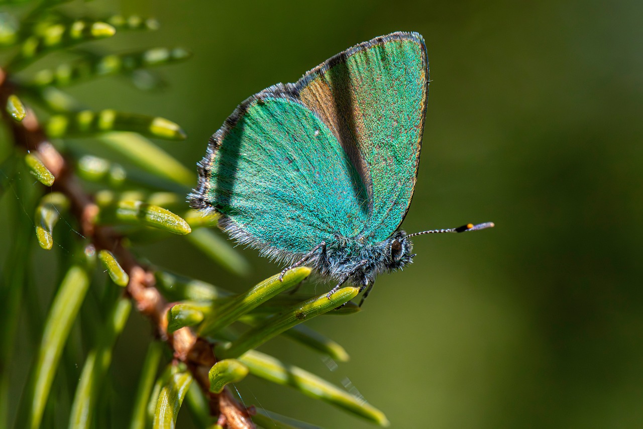 Butterfly - free online jigsaw puzzle photo