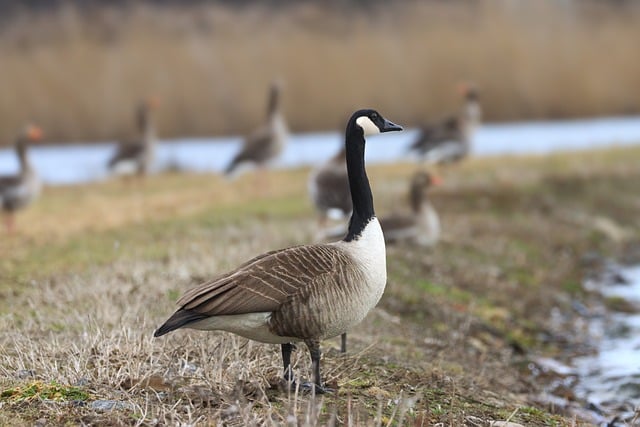 Free Goose Canada Goose photo and picture