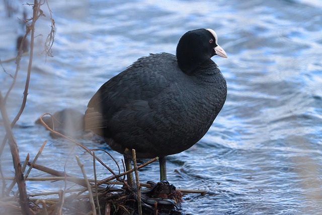 Free Eurasian Coot Bird photo and picture