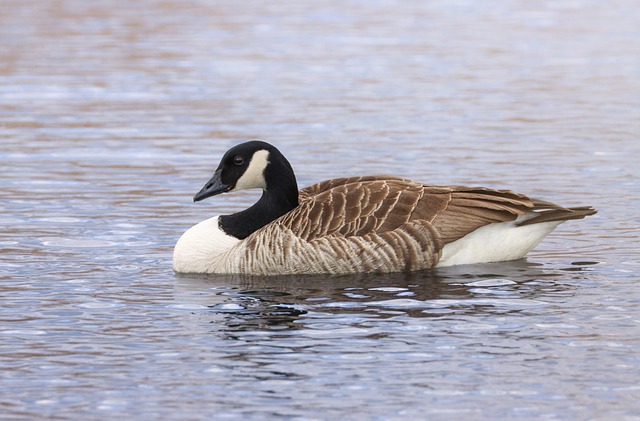 Free Goose Canada Goose photo and picture