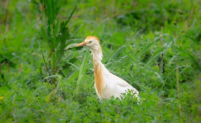 Free Egret Cattle Egret photo and picture