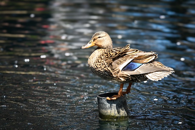 And, Vand, Rør, Forår, Park, Natur, Fjer