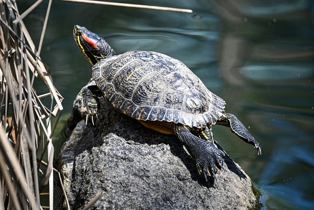Skildpadde, Sten, Bask, Vand