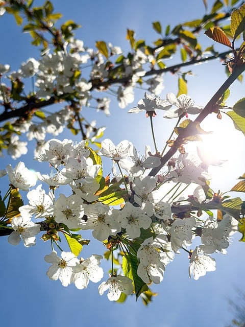 Kirsebærblomst, Blomst, Sol, Forår