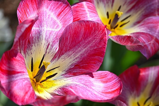 Tulipan, Pink, Gul, Natur, Forår, Have
