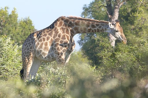 Free Giraffe Kruger National Park photo and picture