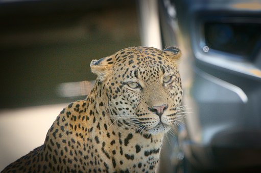 Free Animals Kruger National Park photo and picture