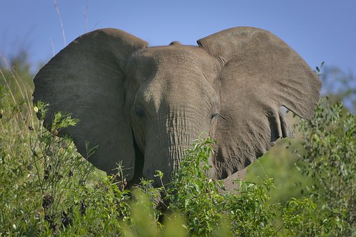 Free Elephant Nature photo and picture