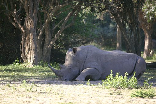 Free Rhinoceros Wild photo and picture