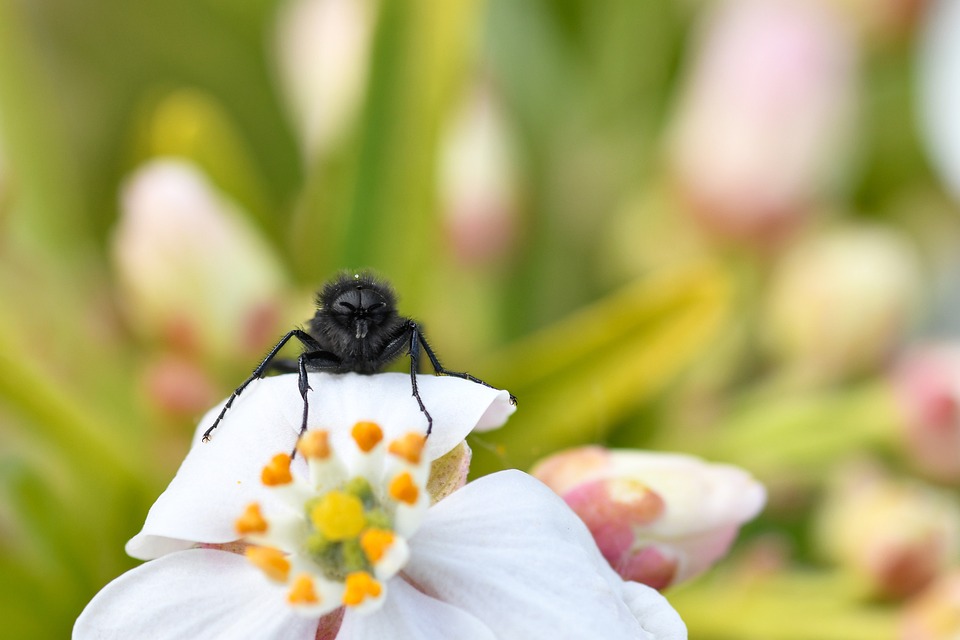 Flowery Flying Fly Macro Photography White Flower - Free photo on Pixabay
