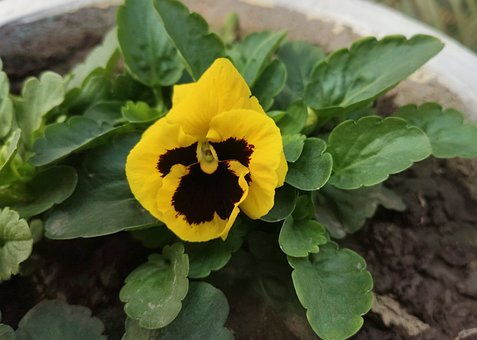 Stemor, Blomst, Have, Natur, Plante