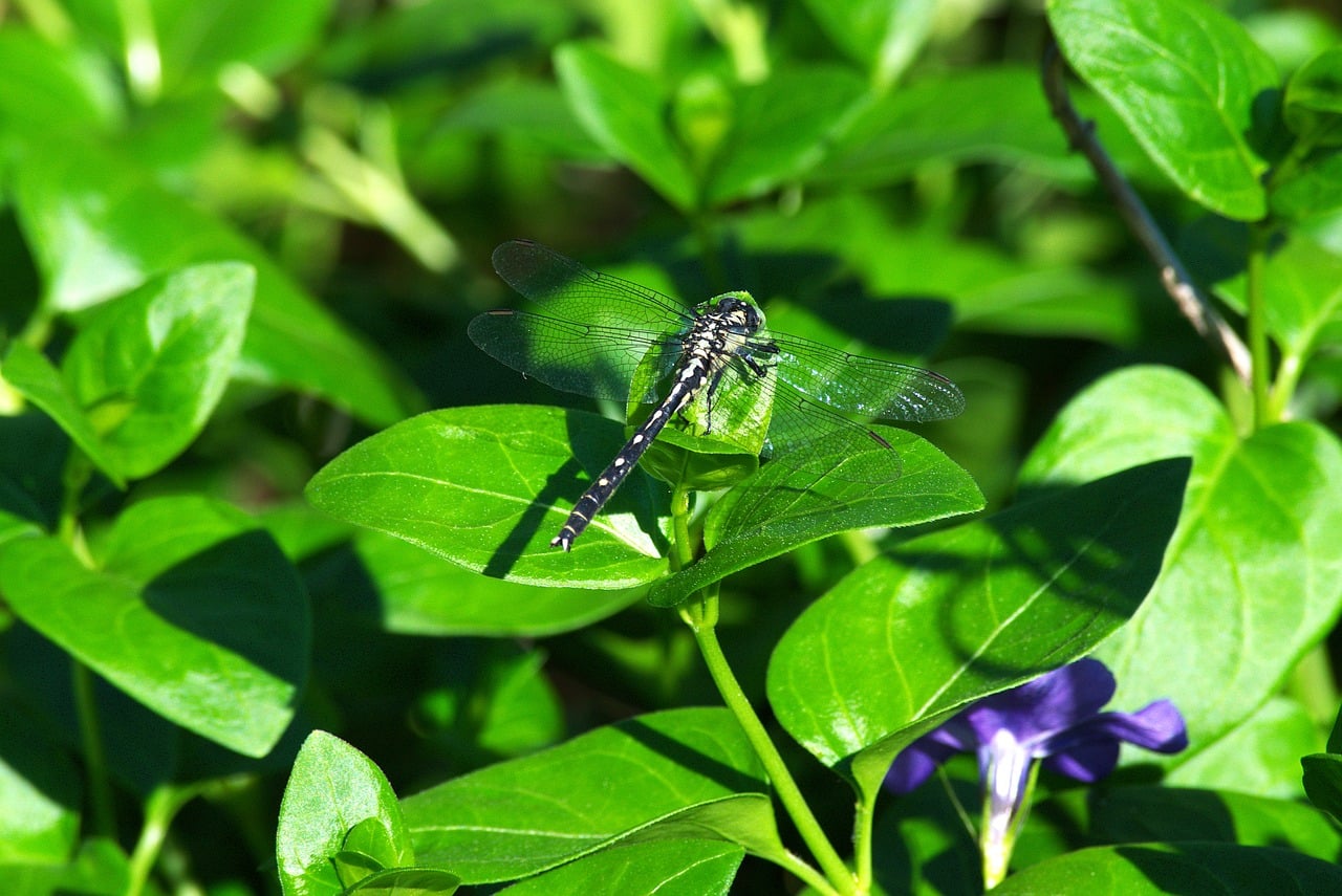 Dragonfly Green Leaves - Free photo on Pixabay