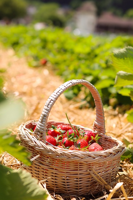 Free Strawberry Wicker Basket photo and picture