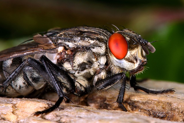 Free Flesh Fly Insect photo and picture