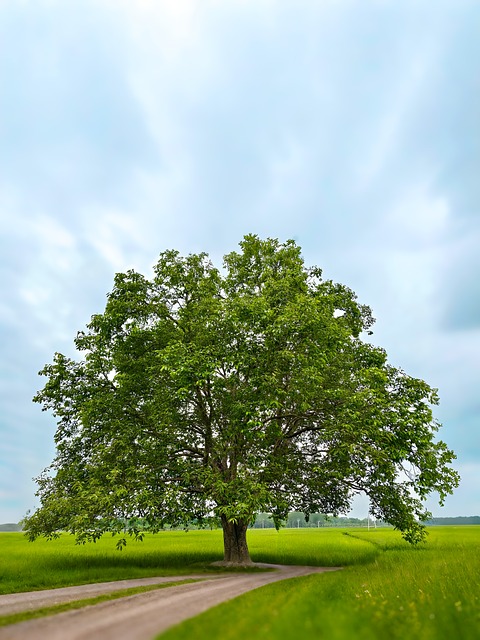 Træ, Eng, Sti, Grøn, Blå Himmel, Natur