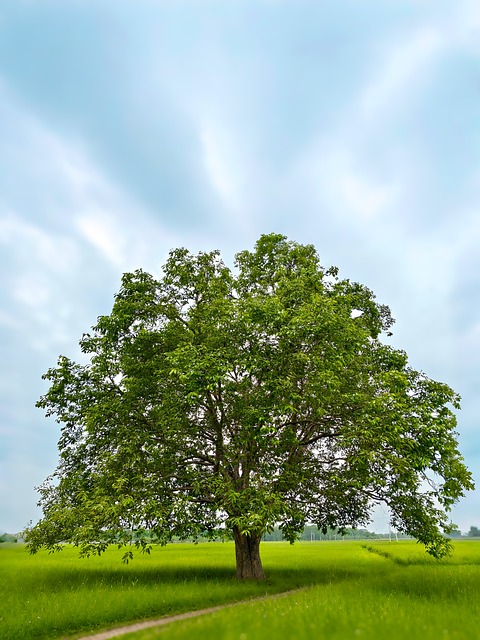 Træ, Eng, Grøn, Natur, Blå Himmel