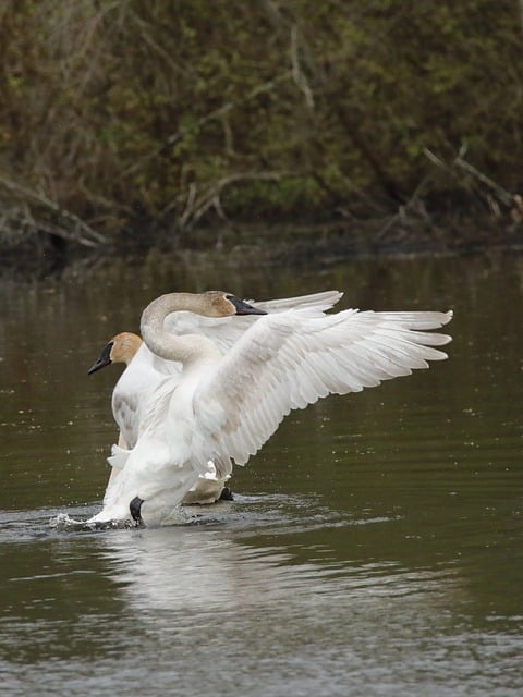 Free Swan Nature photo and picture