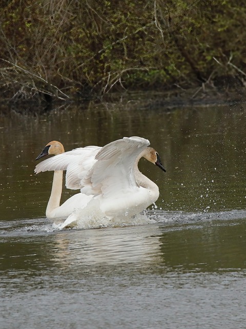 Free Swans Nature photo and picture