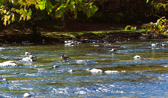 Free River Duck photo and picture