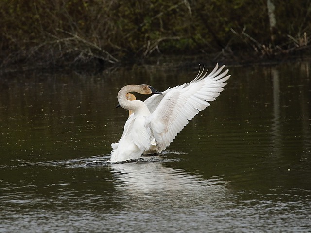 Free Swans Nature photo and picture