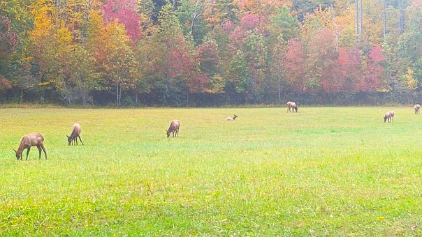 Free Herd Nature photo and picture