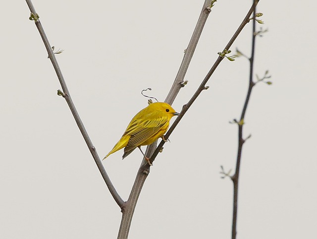 Free Bird Yellow photo and picture