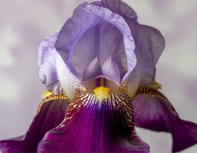 Free iris flower garden illustration