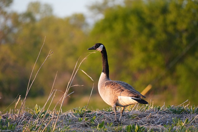 Free Goose Bird World photo and picture