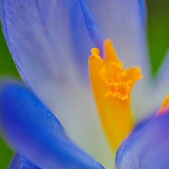 Blume, Blühen, Blüte, Frühling, Natur