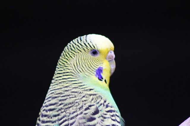 Free Budgerigar Bird photo and picture