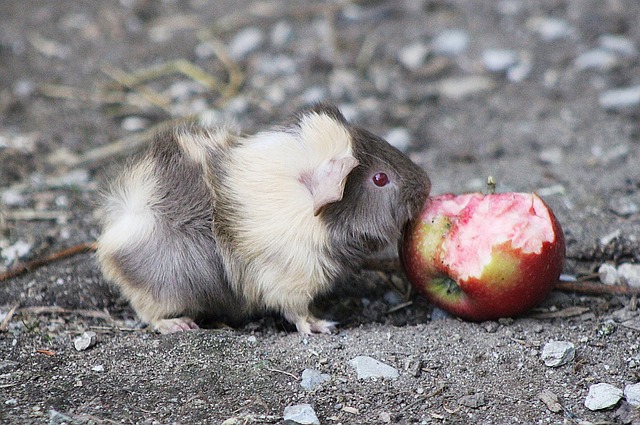 Free Guinea Pig Apple photo and picture