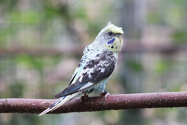 Free Budgerigar Patterned Feathers photo and picture