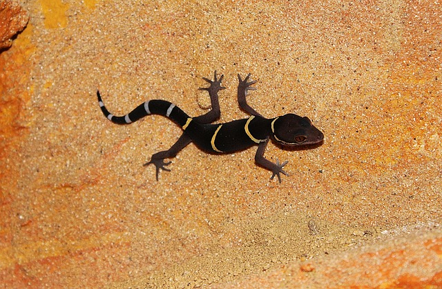 Free Gecko Reptile photo and picture