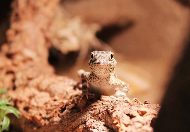Free Gecko Reptile photo and picture