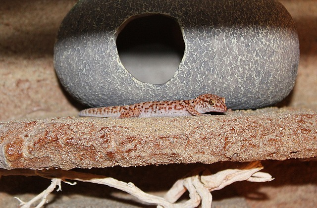 Free Gecko Reptile photo and picture